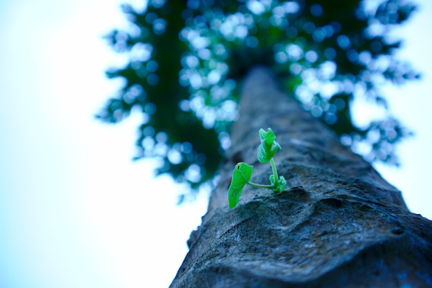 Trouver l'Installateur de Panneaux Solaires Idéal : Maximisez Votre Retour sur Investissement